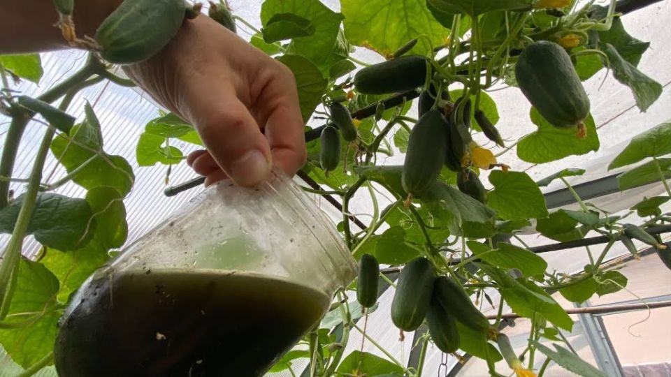 ��� ��������� ������� �������� � ����� �������� �������� ������