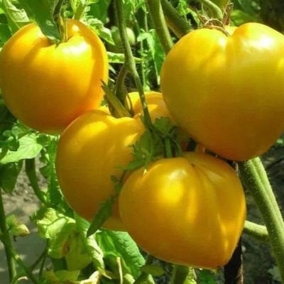 ����� ��������: ��� �������� ������� ������ ���� ������ �����