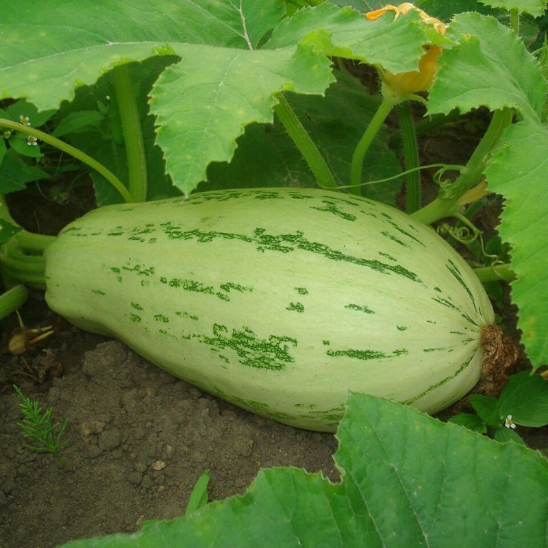 ������� �������� ����� ��������: ������ �� ���� �����������