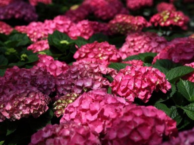 ������� ������ ���������: ��� ��������� �������� � ��������