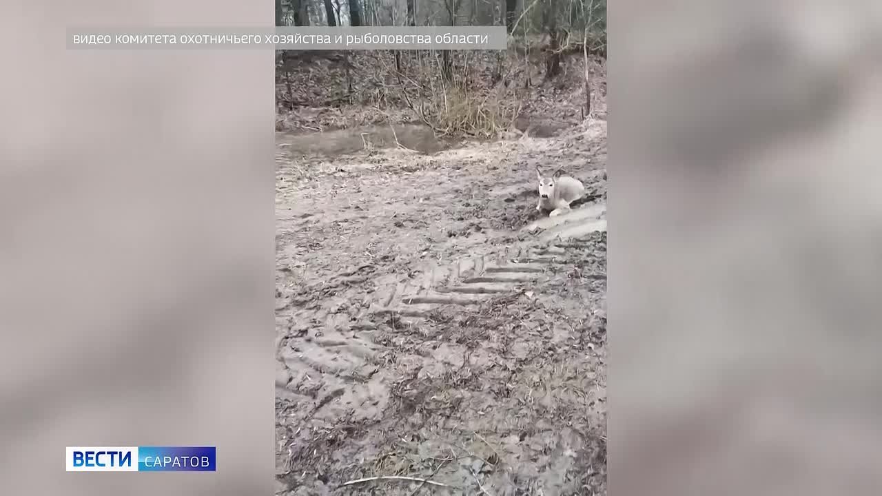 Чудесное спасение. Сотрудники заказника «Центральный» спасли косулю, которая не могла самостоятельно передвигаться