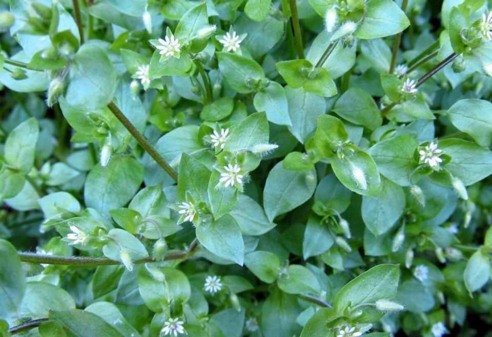 �������� ����� � ��������: ��� ���������� �� ������������ ������� �� ������ �������