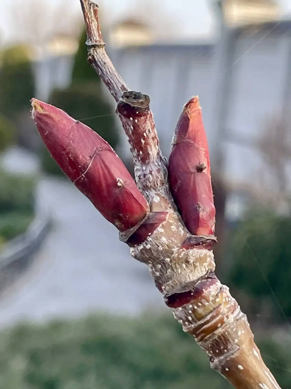 Вячеслав Володин: ВЕСНА НАСТУПИЛА. Рассказывал об Иоанновском женском монастыре Вячеслав Володин: ВЕСНА НАСТУПИЛА. Рассказывал об Иоанновском женском монастыре