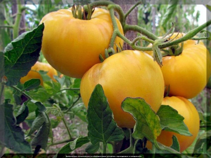 Томат Гигант лимонный: секреты успешного выращивания солнечных плодов