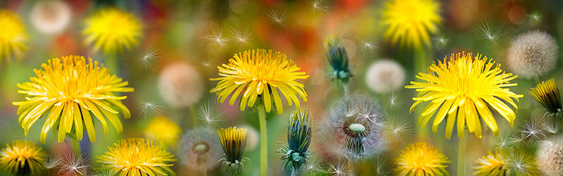 Одуванчик: Сорняк с множеством плюсов