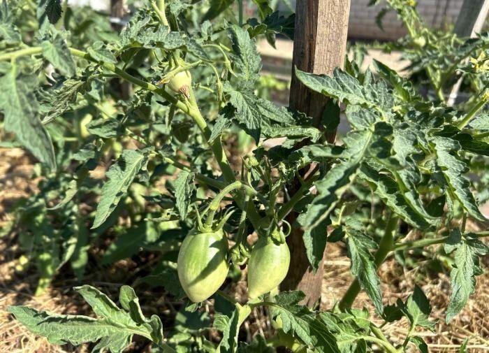 ��� ��������� ����������� ��������: ������ � ���������������� ������