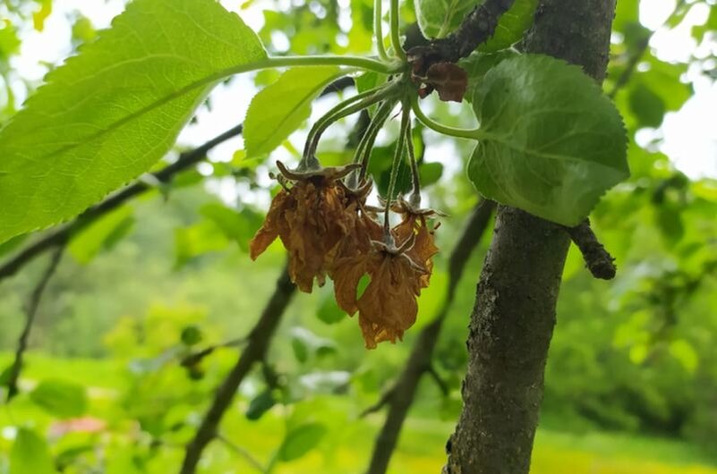 Способы борьбы с плодовой гнилью на яблонях