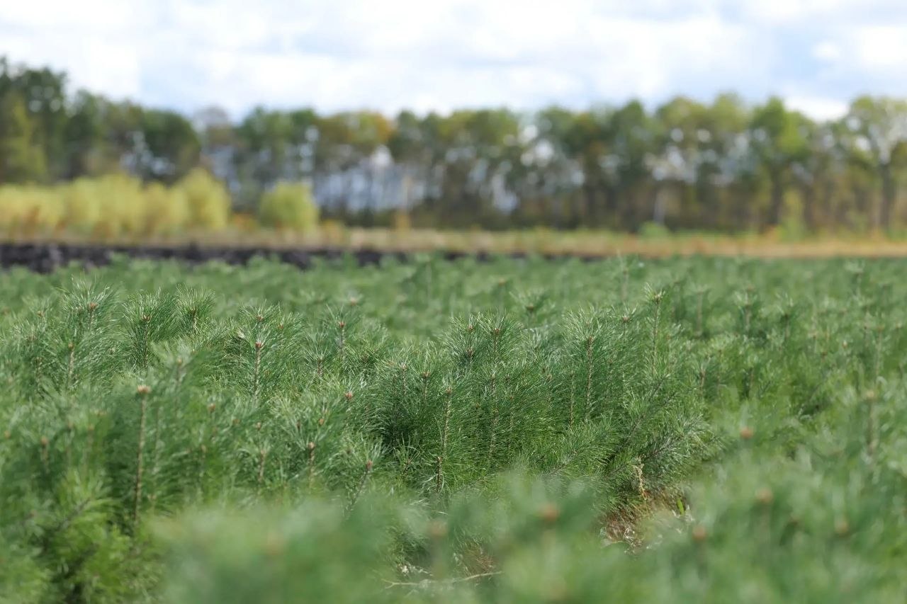Роман Бусаргин: Первые 5 гектаров будущего леса высадили на территории Саратовской области в рамках весенней кампании