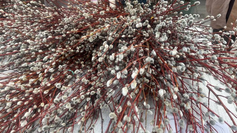 ������������ �������� ������� �����������