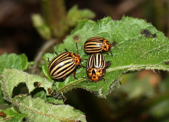 Как обеззаразить картофельные клубни для богатого урожая