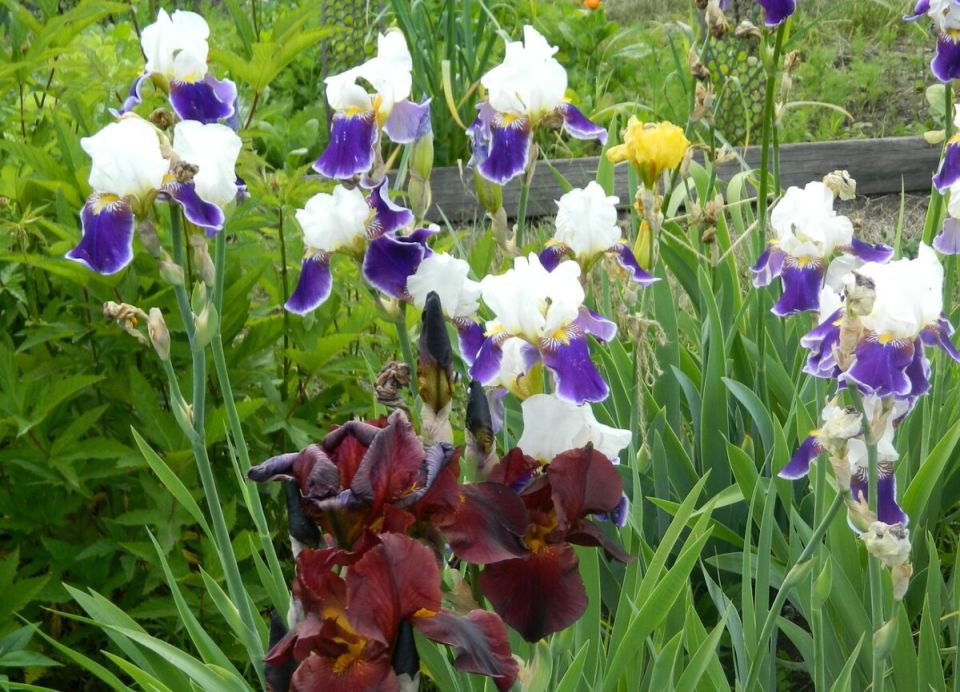 ��� ����������� ����� � ����: ������ �� ����� � ������