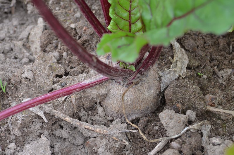 Когда и как правильно собирать свеклу для хранения