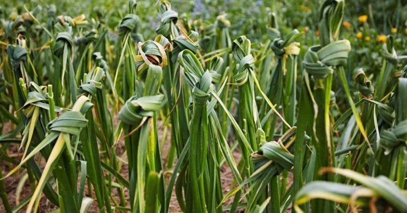 ������ ����� ���������� ��������� �����: �������� � ������