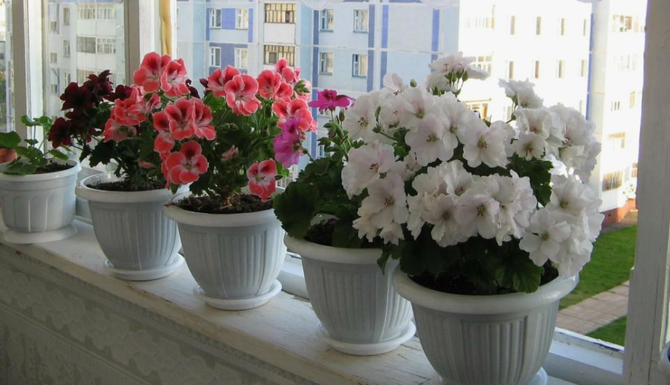 �� ����� ���������� ��������: �������� ������� � ��� �� ��������