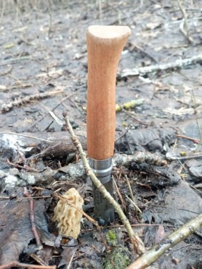 Саратовцы делятся фото первых в этом году грибов