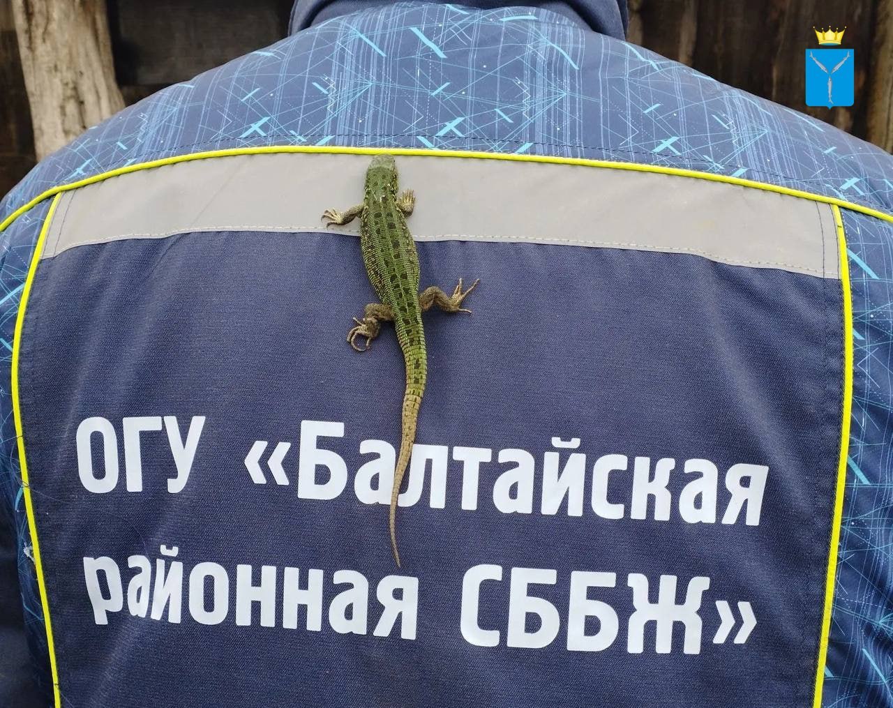 В шерсти овцы саратовские ветеринары нашли ящерицу В шерсти овцы саратовские ветеринары нашли ящерицу