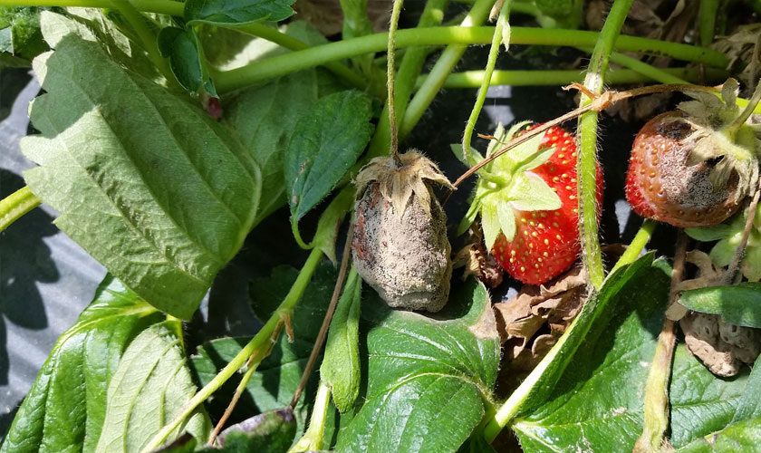 ����������� ������ �������� �� ����� ����� ������