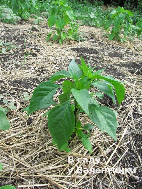 ������ �� ������: ������������ � ��������� �����