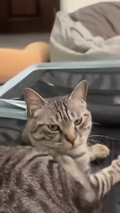 Когда с утра даже сам себя бесишь