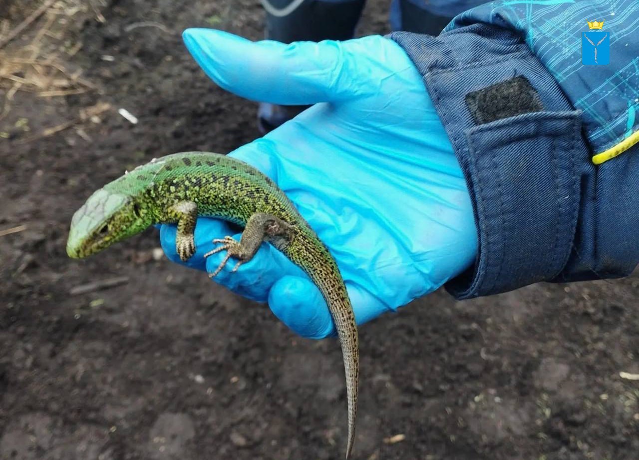 В шерсти овцы саратовские ветеринары нашли ящерицу В шерсти овцы саратовские ветеринары нашли ящерицу