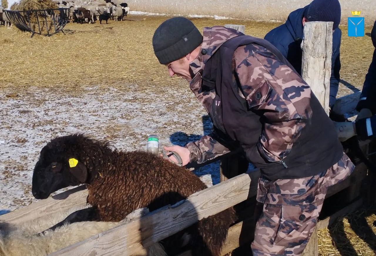 В шерсти овцы саратовские ветеринары нашли ящерицу