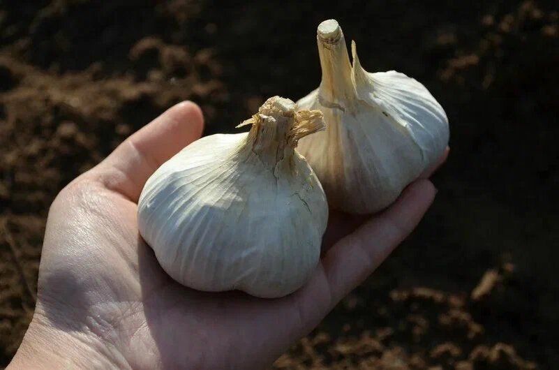 ������ ��� ����: ����� �������� ������� ��� �������� �������� ������