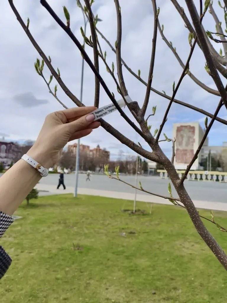 В городе продолжается мониторинг состояния саженцев В городе продолжается мониторинг состояния саженцев