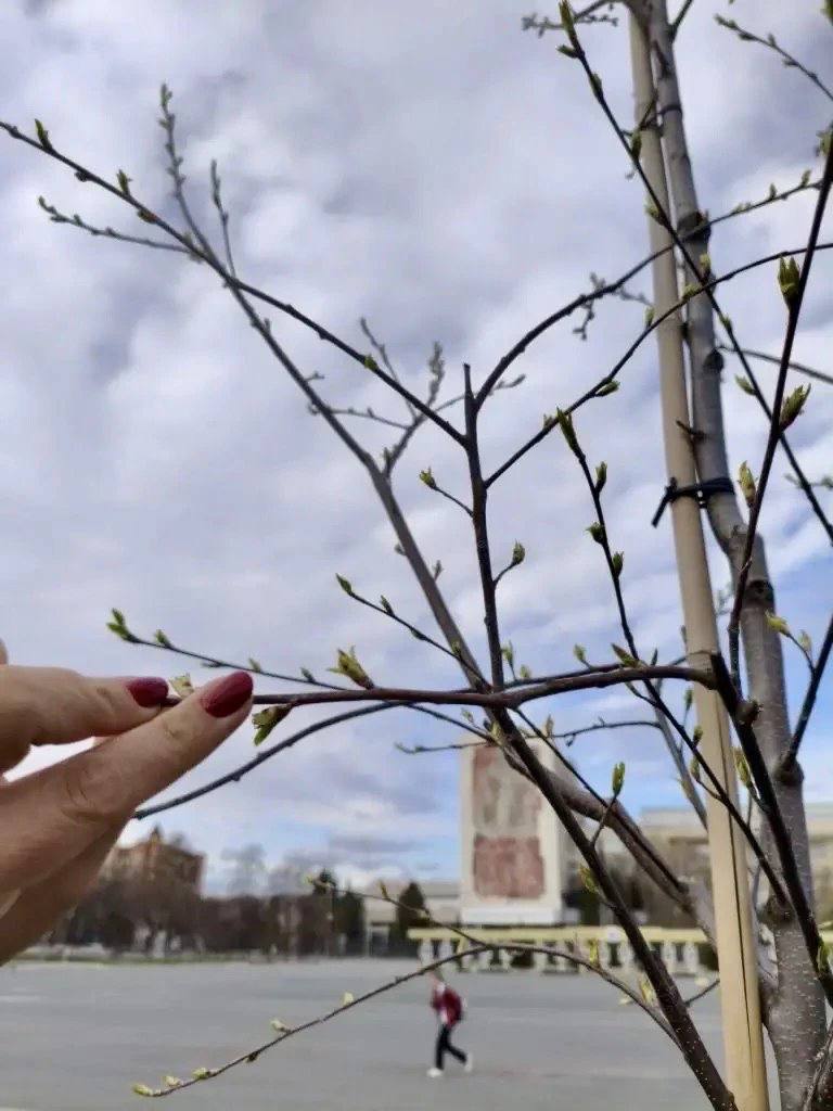 В городе продолжается мониторинг состояния саженцев В городе продолжается мониторинг состояния саженцев