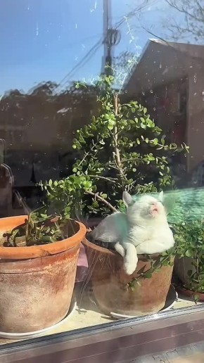 Фотосинтезкотосинтез