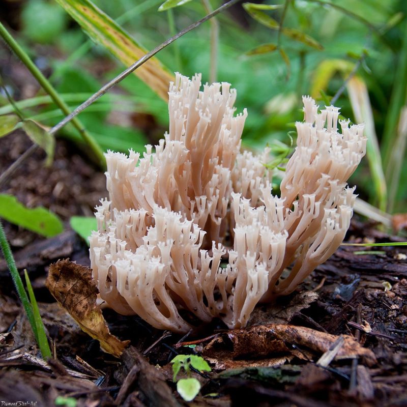 ����-������, ��� �� "������ �����"