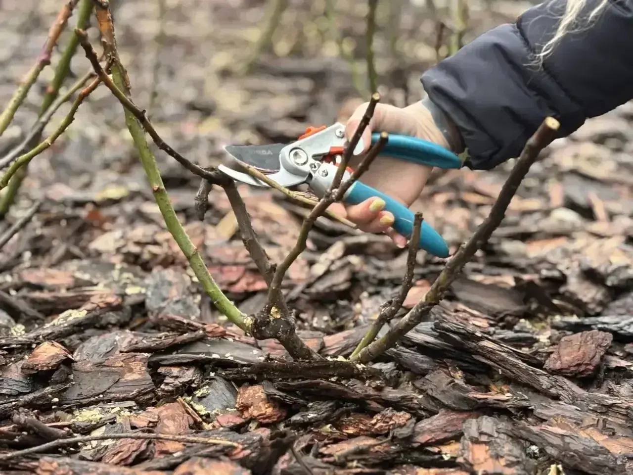 В районах города ведутся работы по содержанию зеленых зон В районах города ведутся работы по содержанию зеленых зон