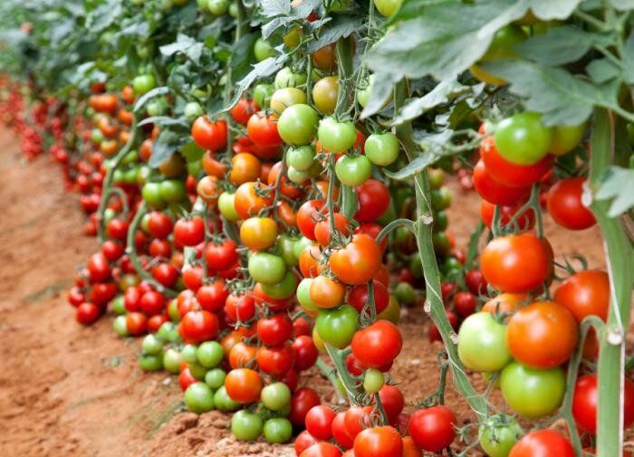 ���-12 ��������� �������� ��� ������ �������: ��� ��������� �������� � �����������