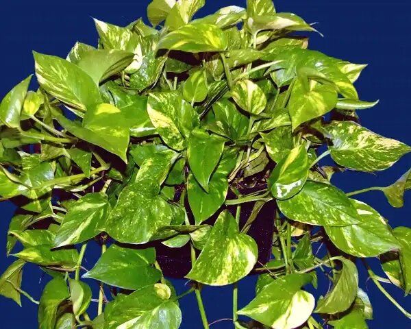 ����������: ������� �������, ������� ������� ����� ��������