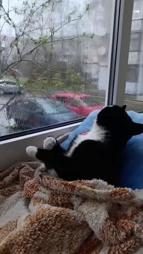 Не знаем, чей это котейка с просторов интернета, но мы ему очень завидуем)