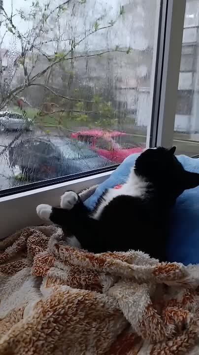 Не знаем, чей это котейка с просторов интернета, но мы ему очень завидуем)