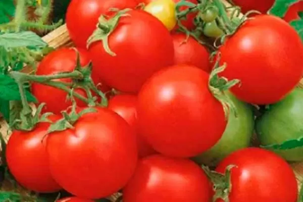 Томат Пиноккио: компактный гигант с изумительным вкусом