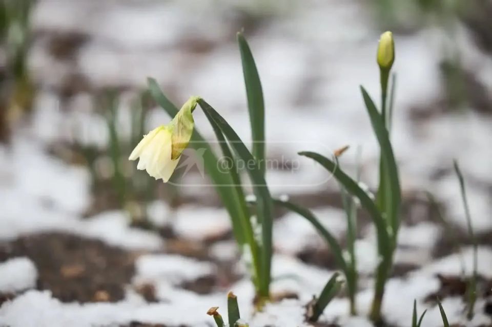 �������, ������ �����, ��� �� �����