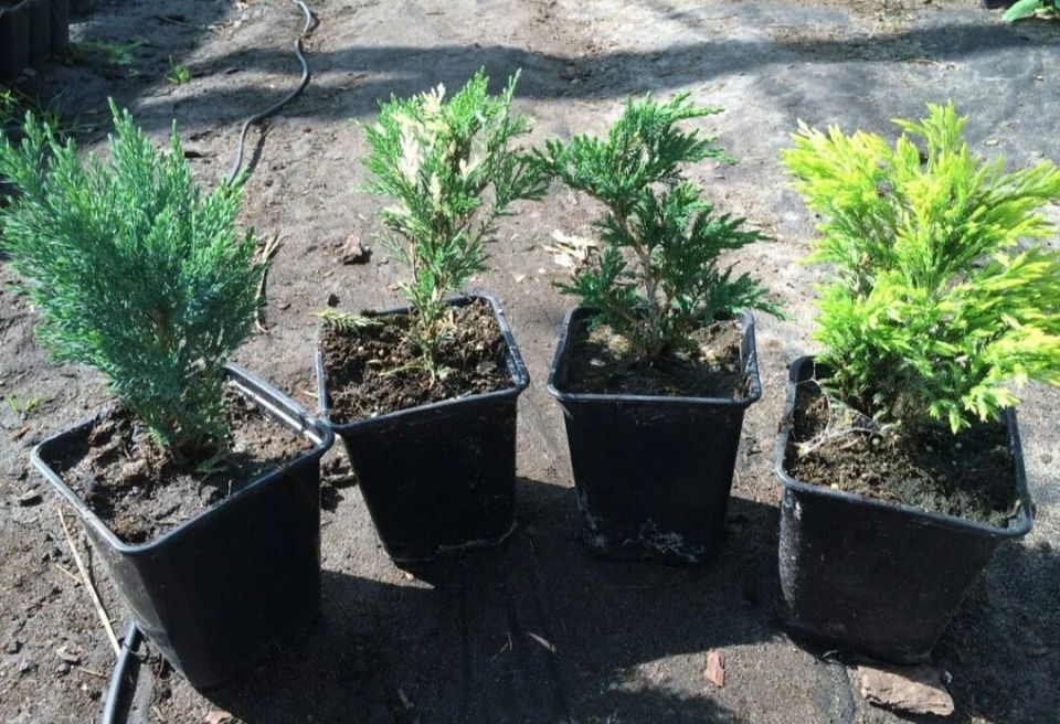 ��� ��������� ����������� ������� � �������