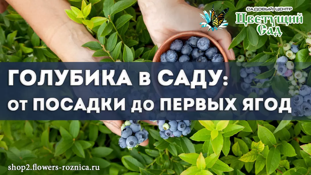 Голубика: как вырастить ягодный рай в своем саду