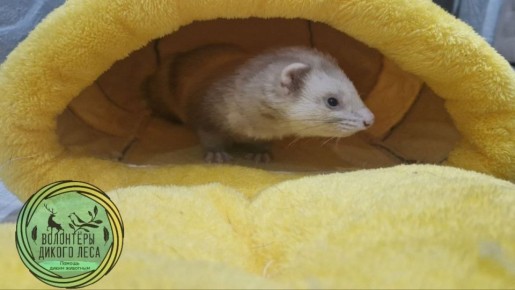 В Саратове спасенному с теплотрассы хорьку нашли любящих хозяев
