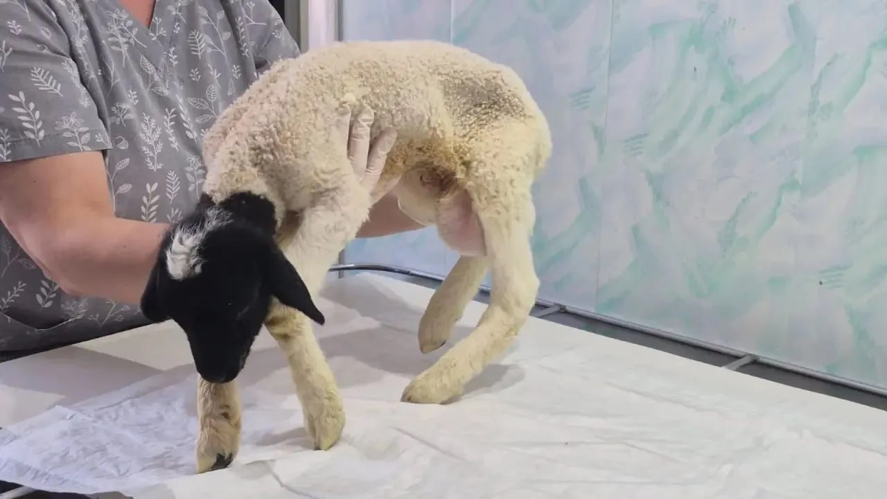 Саратовские ветеринары прооперировали новорожденного ягненка с грыжей