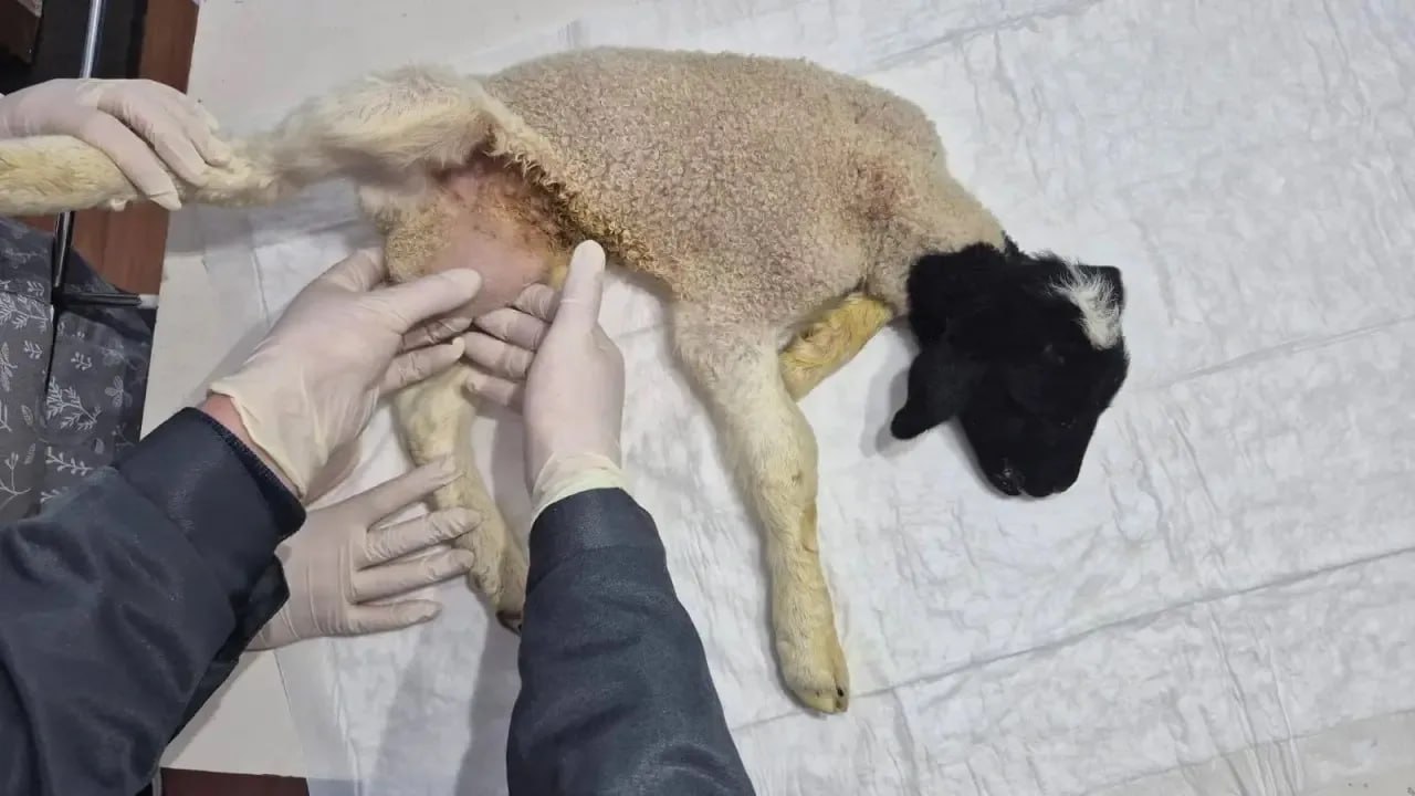 Саратовские ветеринары прооперировали новорожденного ягненка с грыжей Саратовские ветеринары прооперировали новорожденного ягненка с грыжей