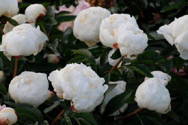 ����� ����: ����������� �����, ������� �������� ������ ����������