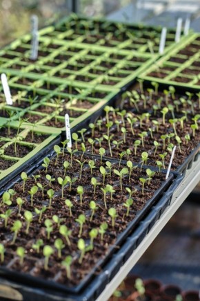 ����� ����� ������: ��������� ���� ���������� � ������� �������