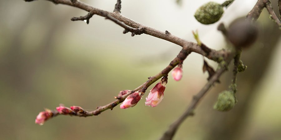 В Саратовской области после дождливых выходных наступит тепло до +21