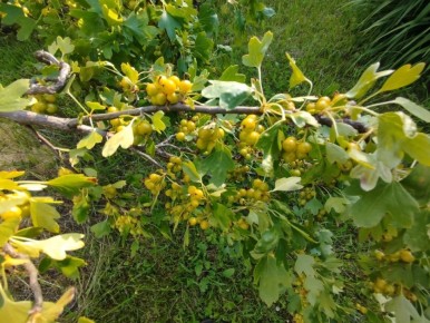 Йошта: уникальная ягода для вашего сада — все о ее сортах и уходе