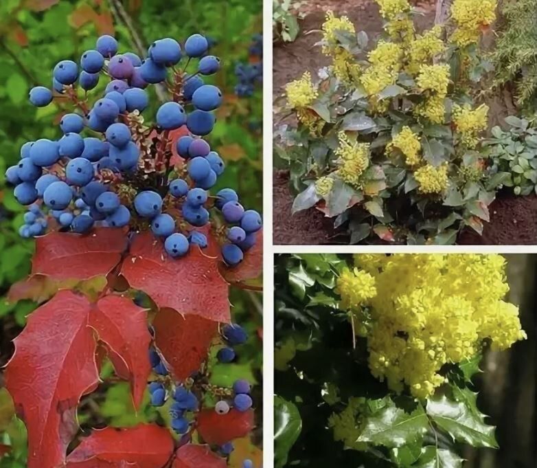 ������� ��������������: ������������ ������� ��� ������ ����