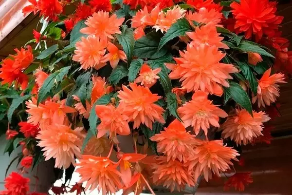 Бегония Беллекония: как вырастить ампельное чудо в вашем доме