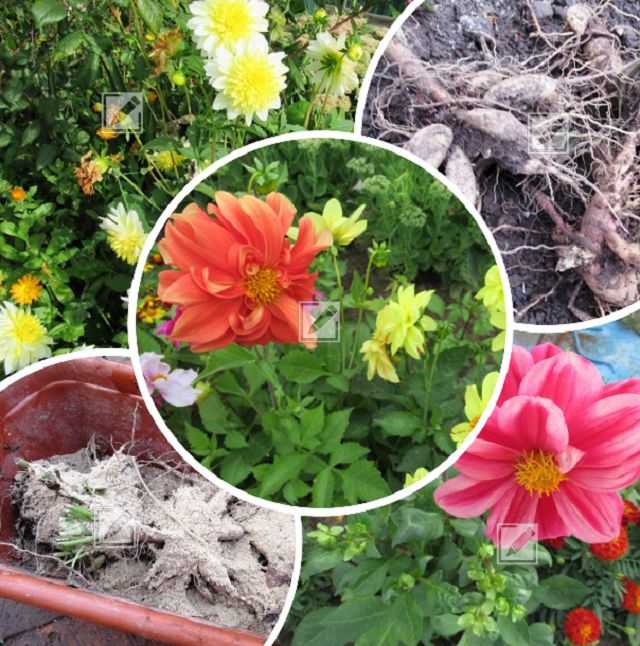 ������� ��������� ������� �������� ������� ���������� �������