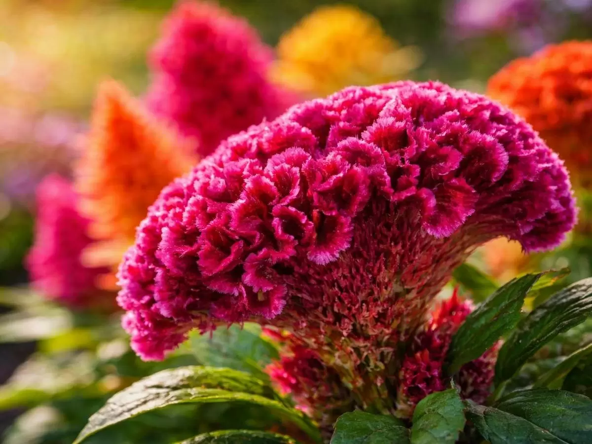 Целозия: яркий акцент для вашего сада